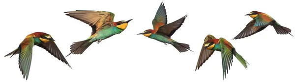 Conjunto de pássaros coloridos em voo isolado em branco — Fotografia de Stock