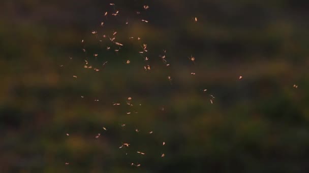 Insectos al atardecer vuelan maravillosamente en un enjambre — Vídeos de Stock