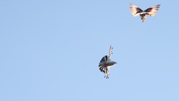 Pigeons volent magnifiquement et battent leurs ailes dans le ciel bleu — Video