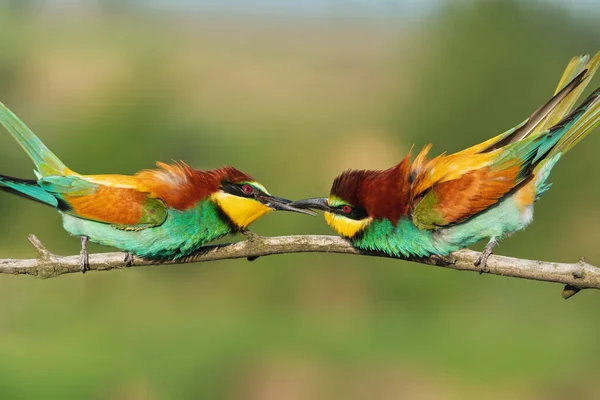 Pareja de hermosos pájaros coloridos besándose —  Fotos de Stock