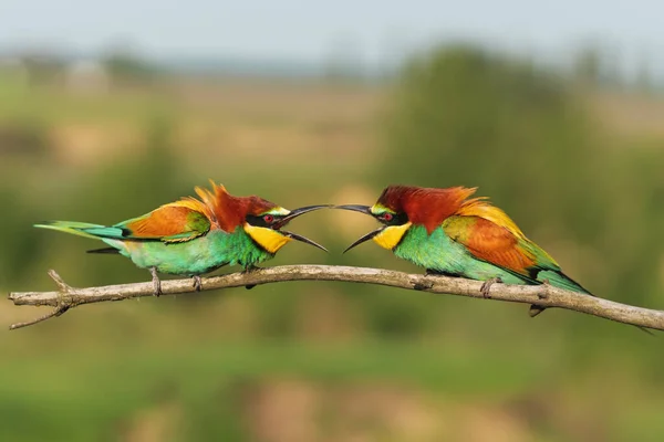 Ζευγάρι όμορφα πολύχρωμα πουλιά φωνάζουν το ένα στο άλλο σε ένα κλαδί — Φωτογραφία Αρχείου