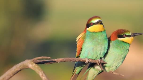 Ζευγάρι όμορφα πολύχρωμα πουλιά σε ένα κλαδί — Αρχείο Βίντεο