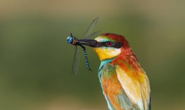 Gagasında yusufçuk olan arı yiyici, vahşi hayvanlar.