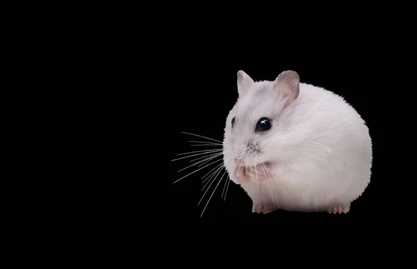 Schöner Hamster mit Antennen isoliert auf schwarzem Hintergrund — Stockfoto