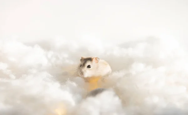 Bulutların arasındaki küçük hamster — Stok fotoğraf