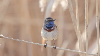 Güzel vahşi kuş Bluethroat bir şarkı söylüyor