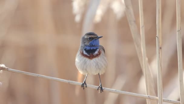Schöner wilder Vogel Blaukehlchen singt ein Lied — Stockvideo