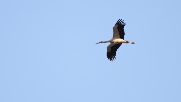 Primeira primavera pássaro branco cegonha voa através do céu — Vídeo de Stock