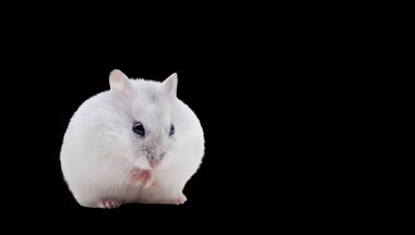 Siyah üzerine izole beyaz hamster