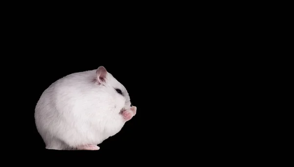 Hamster blanc serra ses pattes dans des poings isolés sur noir — Photo