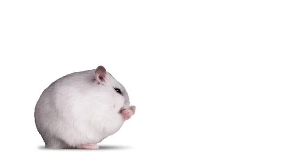 Hvid hamster knyttede poter i næver isoleret på hvid baggrund - Stock-foto