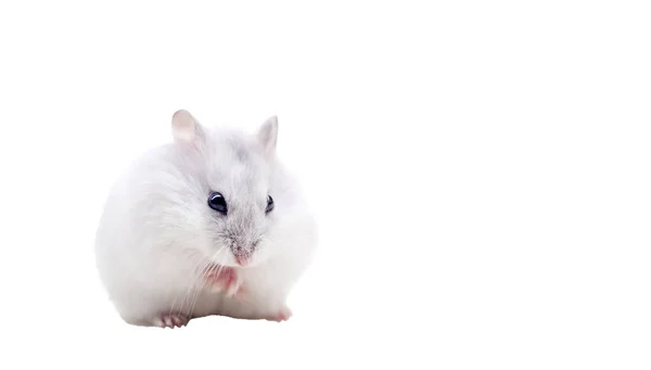 Weißer Hamster isoliert auf weißem Hintergrund — Stockfoto