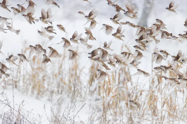 Vrabci v zimě létají na sněžném dni — Stock fotografie