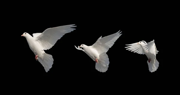 Fehér galambok repülés közben elszigetelt fekete háttér — Stock Fotó