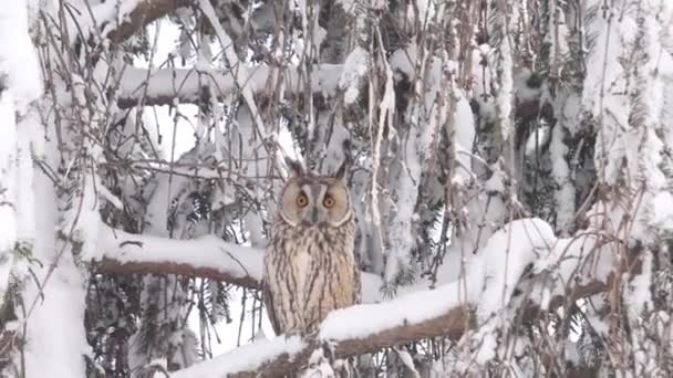 Búho con enormes ojos sorprendidos en una rama nevada — Vídeos de Stock