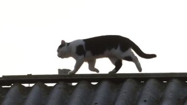 Kedi sabahın erken saatlerinde çatıda yürüyor.