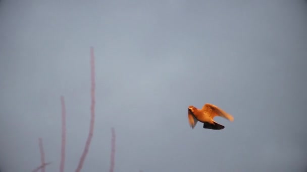 Taube fliegt in Zeitlupe in den Strahlen der untergehenden Sonne über den Himmel — Stockvideo