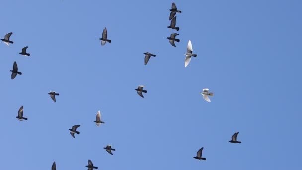 Stormo di colombe che volano attraverso il cielo blu al rallentatore — Video Stock