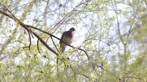 Forest dove sings a song on a spring morning — Stock Video