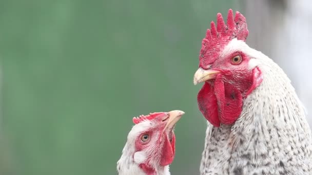 Amantes gallo y gallina en primavera — Vídeos de Stock