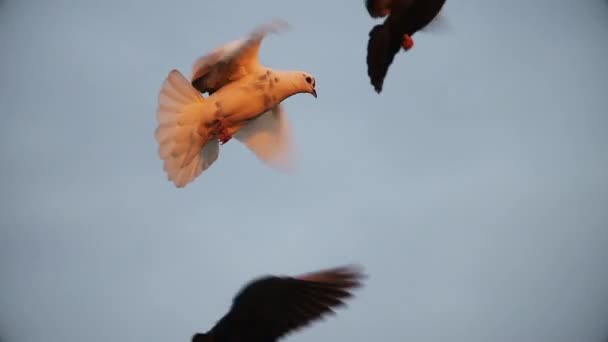 Pigeons in the last rays of the sun slow motion fly — Stock Video