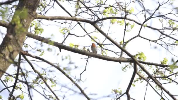 Robin canta uma canção em uma manhã de primavera — Vídeo de Stock