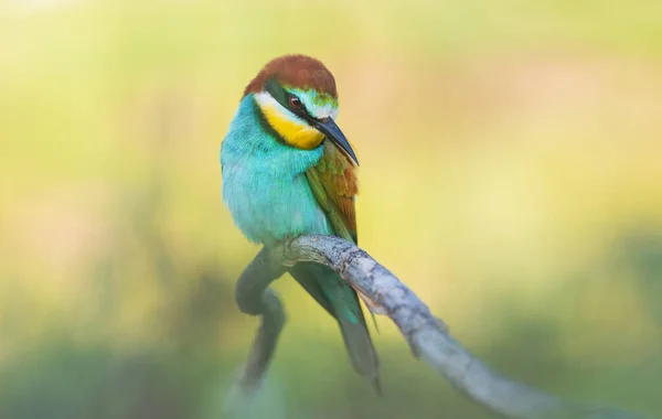 Красивий птах дивиться з цікавістю — стокове фото