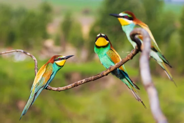 Vivaci mangiatori di api colorati siedono su un ramo — Foto Stock