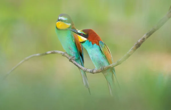 Couple of colorful birds on a spring day — Stock Photo, Image