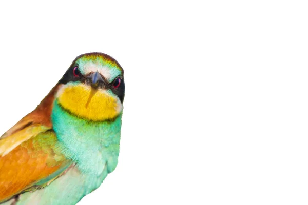 Belo pássaro interessante olha para a câmera — Fotografia de Stock