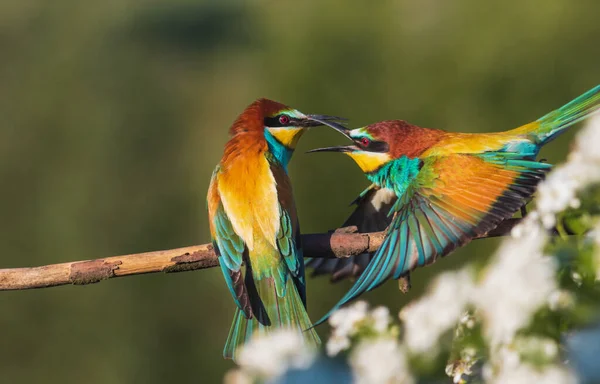 Par vackra fåglar i paradiset — Stockfoto