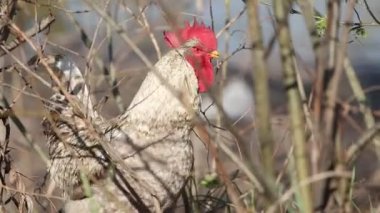 Horoz heyecanla çalılıklarda ötüyor