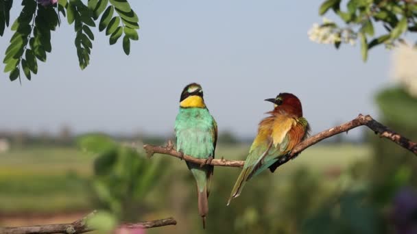 Pair of colorful wild birds sitting on a branch — 图库视频影像