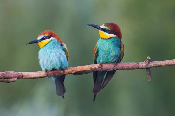 Όμορφα πουλιά του παραδείσου κάθονται σε ένα κλαδί — Φωτογραφία Αρχείου