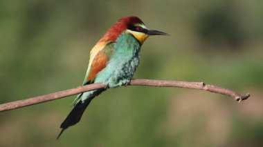 beautiful bird of paradise sitting on a branch and shaking its tail