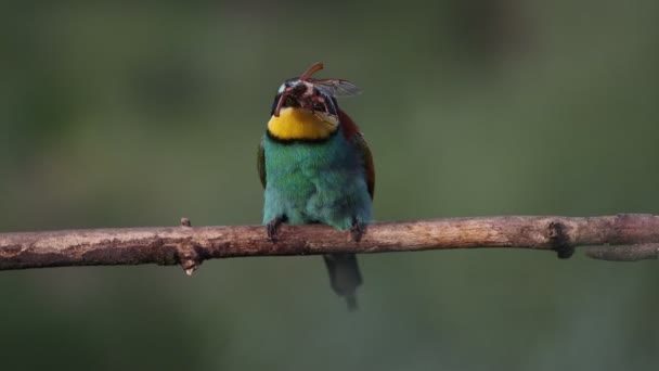 Bee-eater on a branch eating a beetle — Video