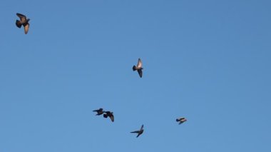 flock of slow motion pigeons flying across the blue sky