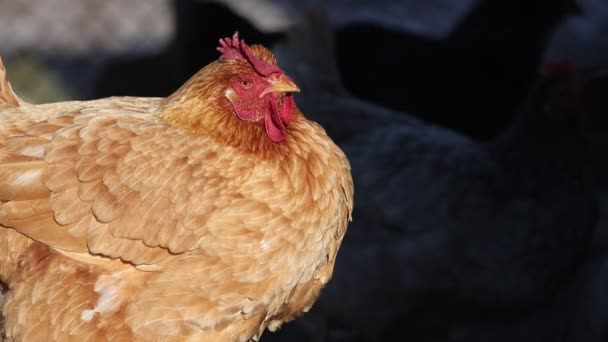 Big ginger chicken basking in the sun and dozing — Stockvideo