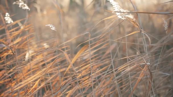 Dry reeds sway slowly meditatively in the wind — Stockvideo