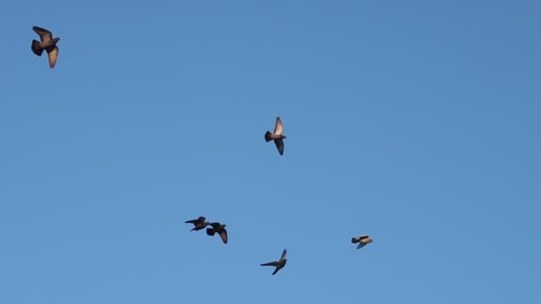 Зграя голубів повільного руху, що літають через блакитне небо — стокове відео