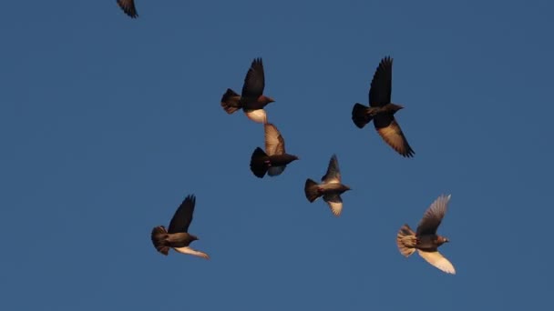 Flock of slow motion pigeons flying at sunset — Video Stock