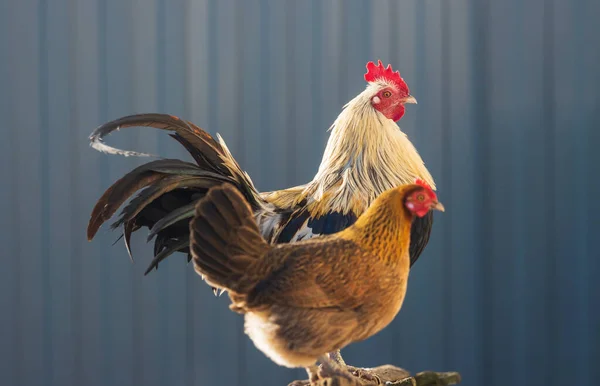 Rooster with a long tail and a hen are standing side by side — Zdjęcie stockowe