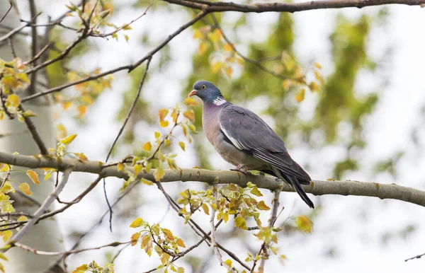 Forest pigeon among spring foliage — Stockfoto