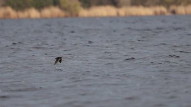 barn swallow flies over the river