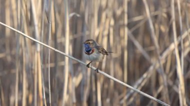 beautiful bird in the spring sings in the bushes