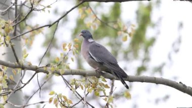 beautiful forest pigeon sitting on a branch