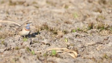 bluethroat rages and catches insects