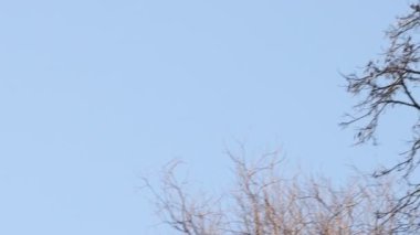 forest pigeon flies and carries a branch in its beak