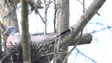 Orman güvercini yuvada oturuyor.