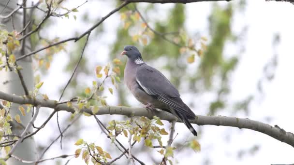 Beautiful forest pigeon sitting on a branch — Stock Video